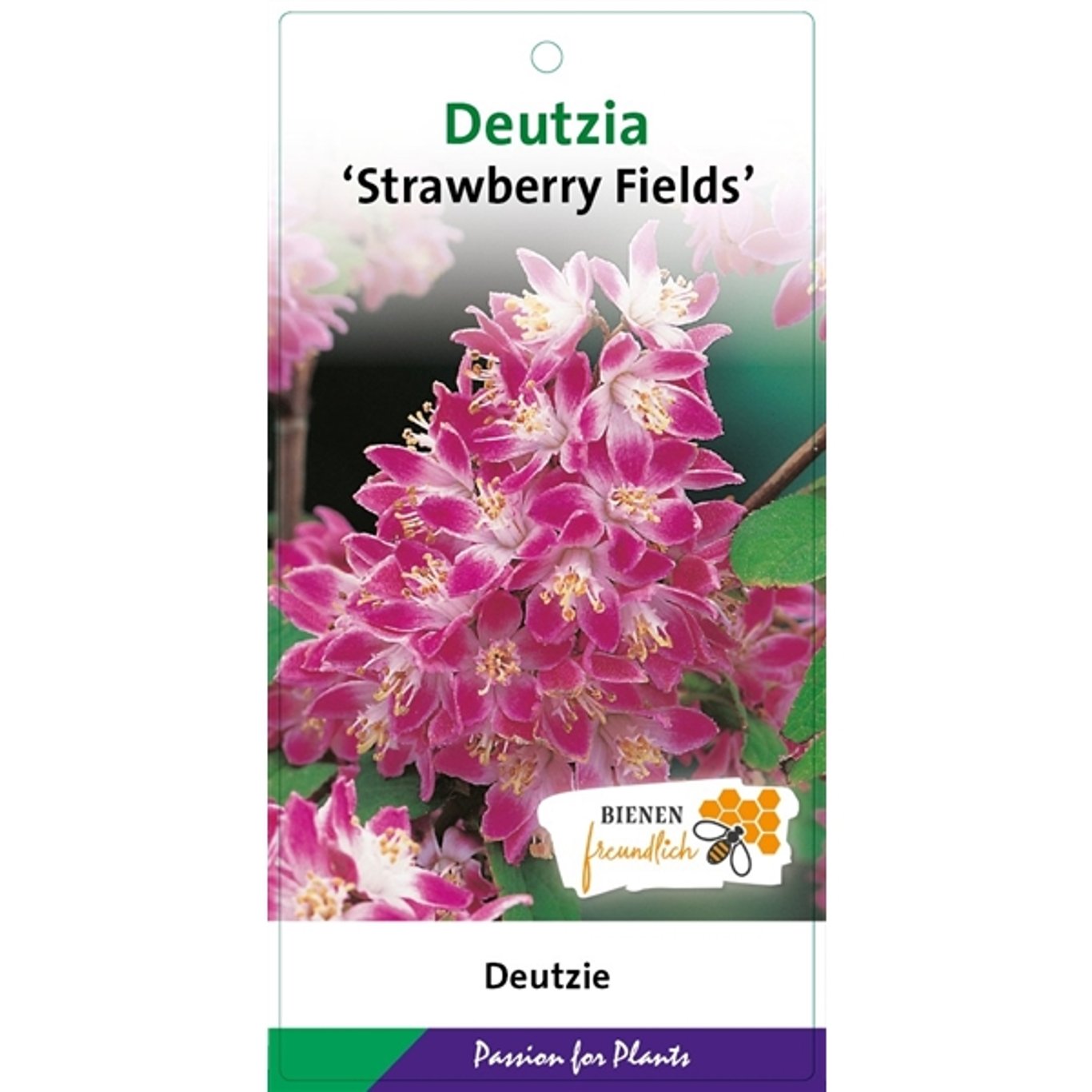 Deutzia hybrida 'Strawberry Fields' - C5 50-60 CM